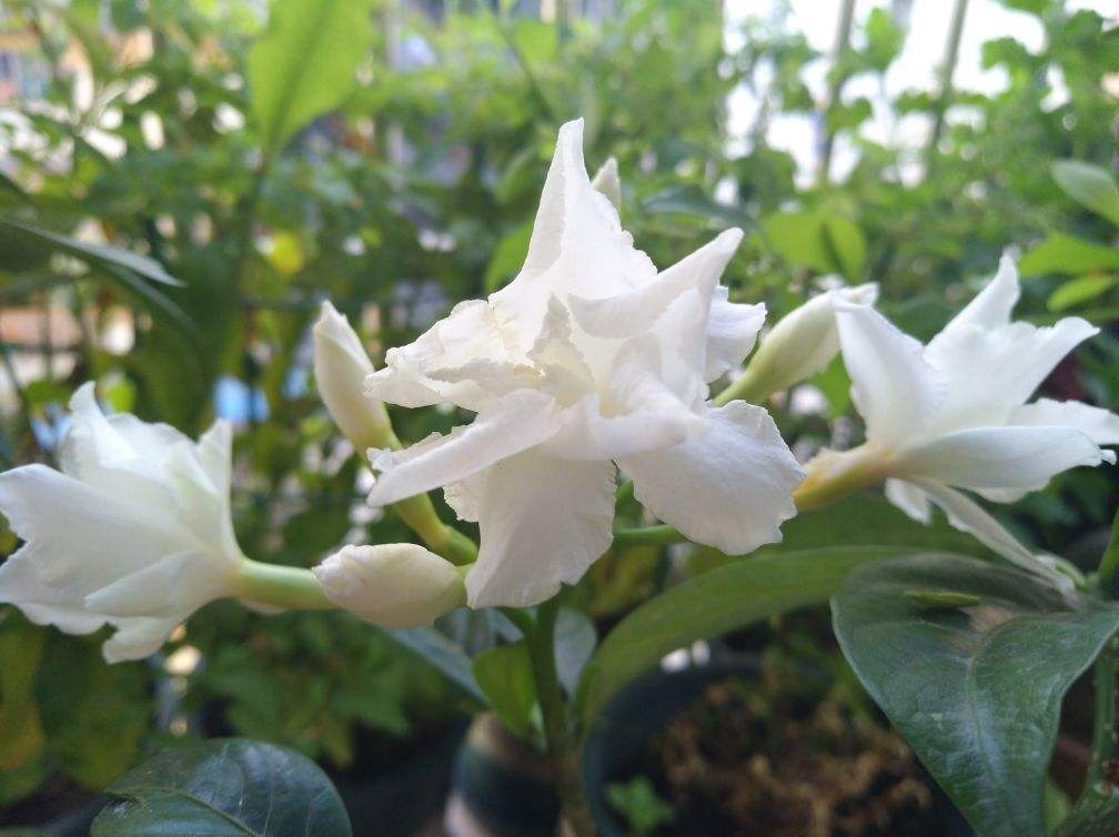 盘点那些名字难听的花,因为名字被人忽视,开花却非常美 盘点那些名字难听的花,因为名字被人忽视,开花却非常美