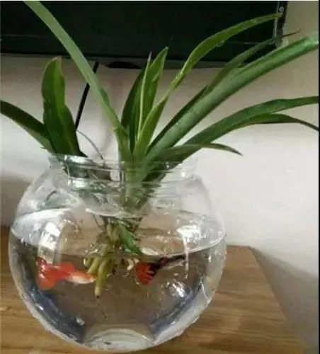 水培瓶里撒点这个，花草10年不黄叶，长疯了