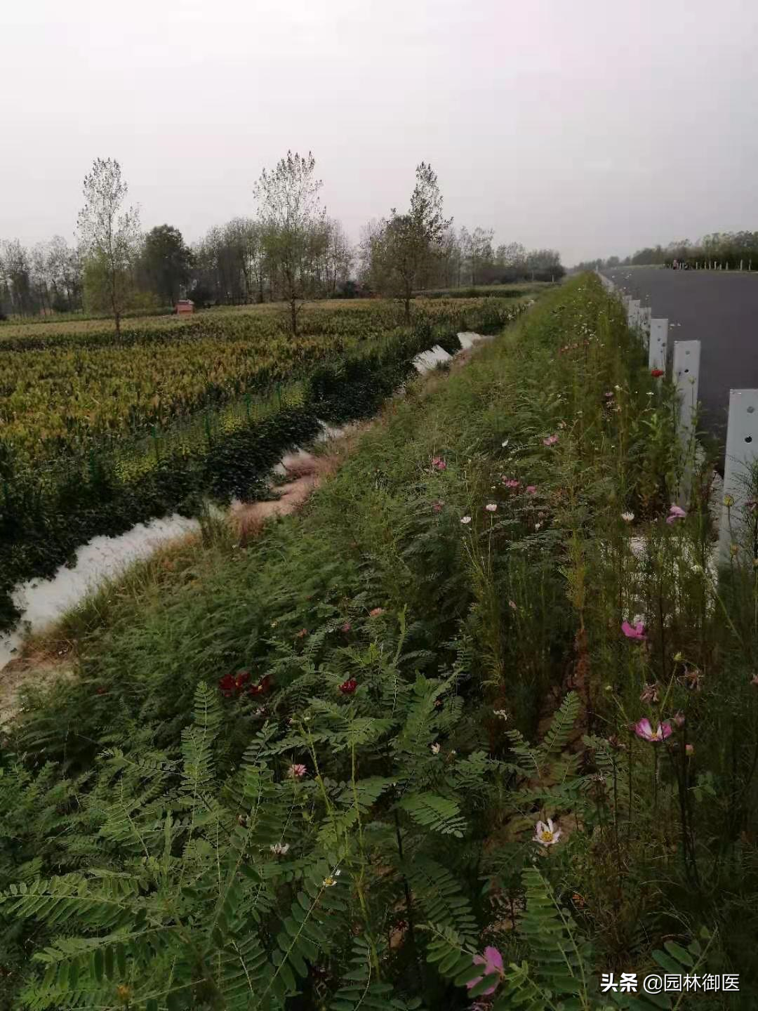 公路绿化固土“先锋”——紫穗槐 公路绿化固土“先锋”——紫穗槐