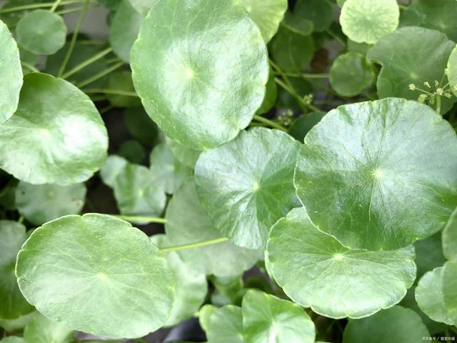 如何打造富贵之家？客厅的8种植物及养护方法