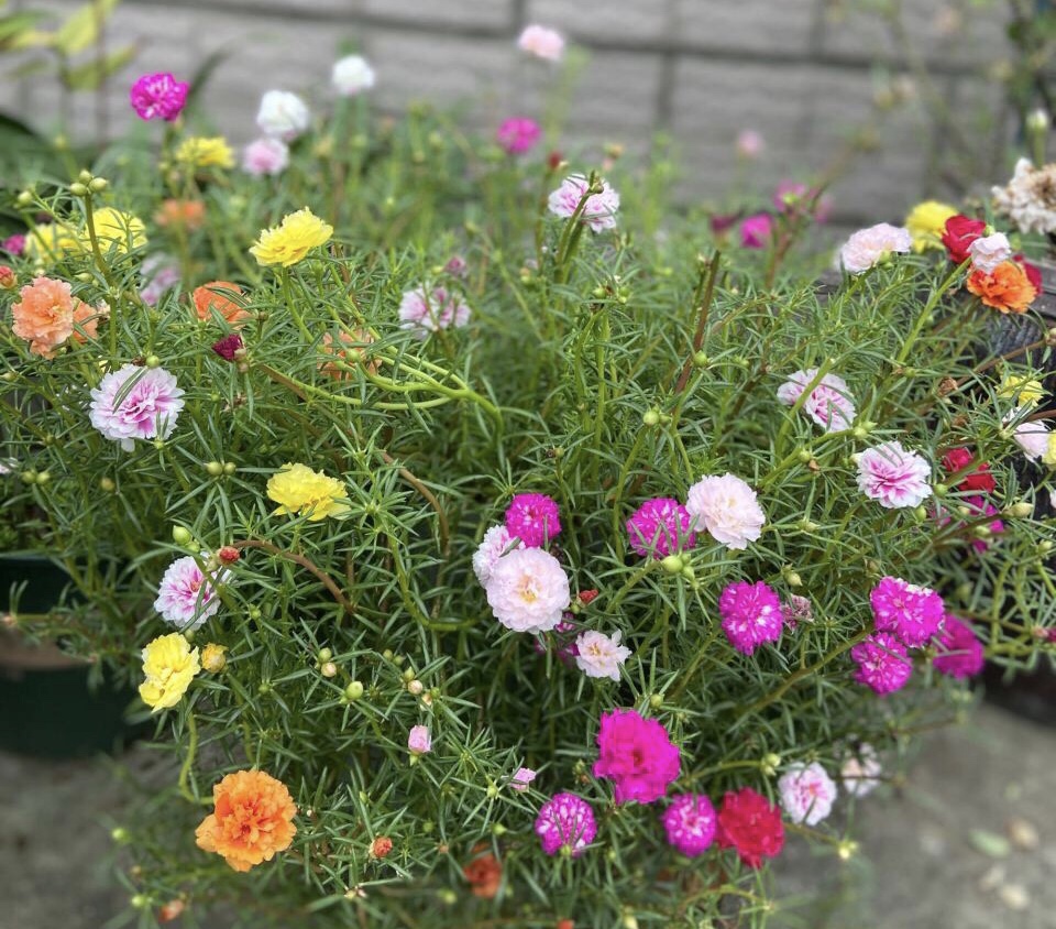 太阳花如何过冬？秋冬2季做3件事情，明年就是老桩、开花多