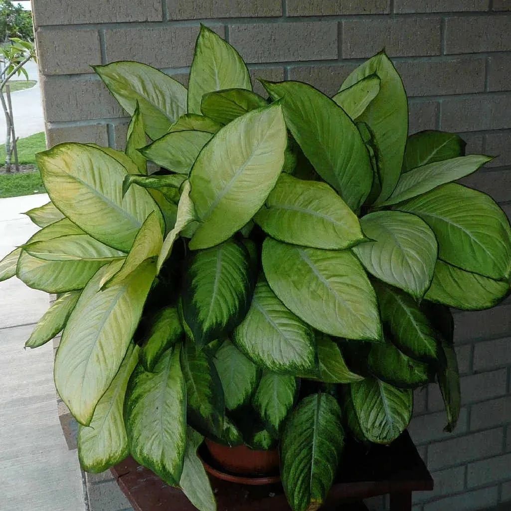 极具热带风情的6种室内观叶植物，没太多阳光也能养好