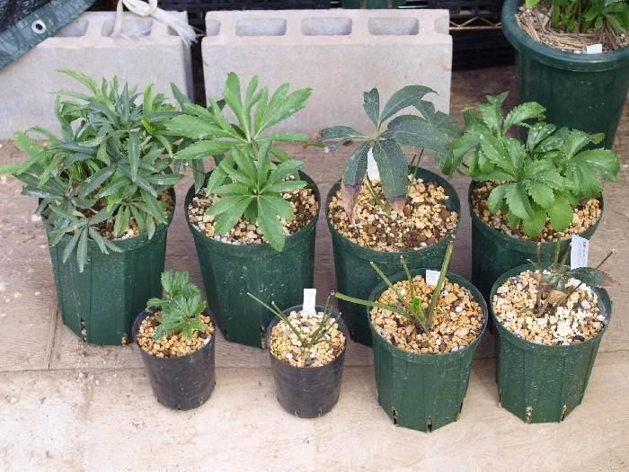 小众清新花卉，花朵低垂的铁筷子，养护难度不高，但有几点要了解