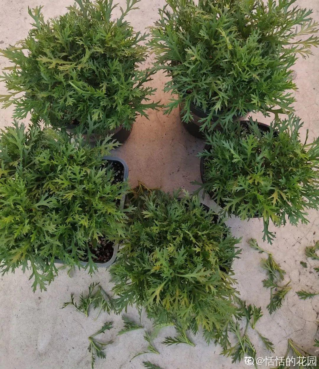 春天最好养的20种花，长得快，开花勤，没病虫
