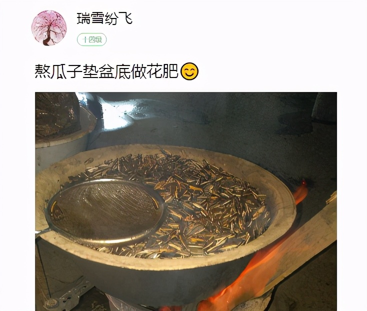 花生瓜子壳···配成营养土，给花养出“面条”根