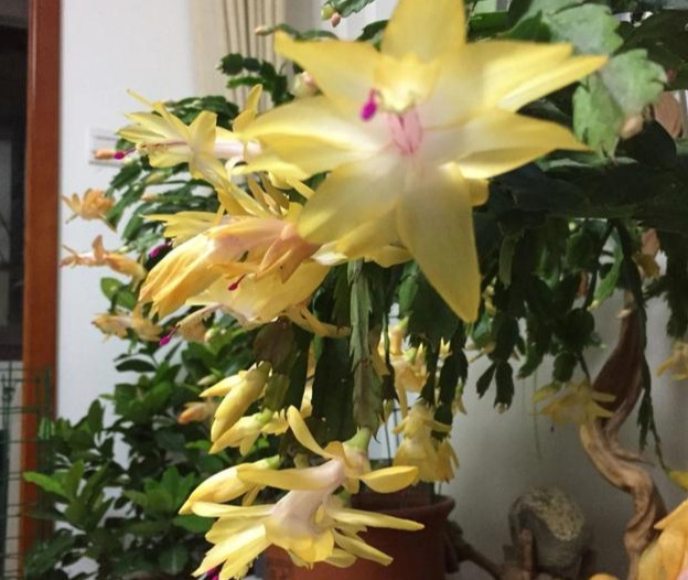 秋季这样养蟹爪兰，枝繁又叶茂，到11月花苞长满枝头