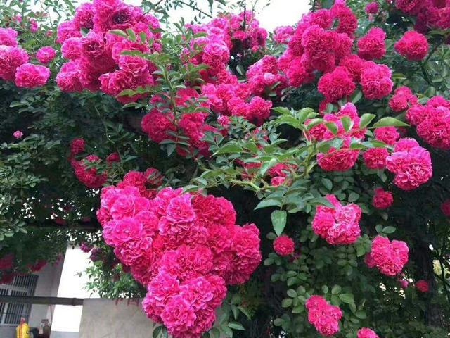  我国独有的庭院花树，比玫瑰还好看，花香浓郁醇正，值得你入手
