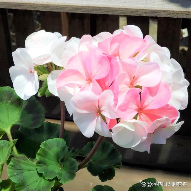 天竺葵怎么度夏？度夏攻略要收好，4个重点，帮你熬过夏天