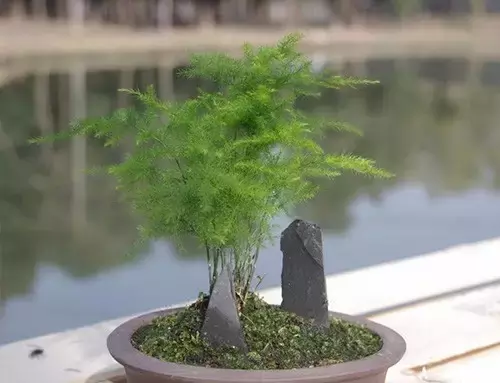 10种常见植物养护秘诀，养死算我的
