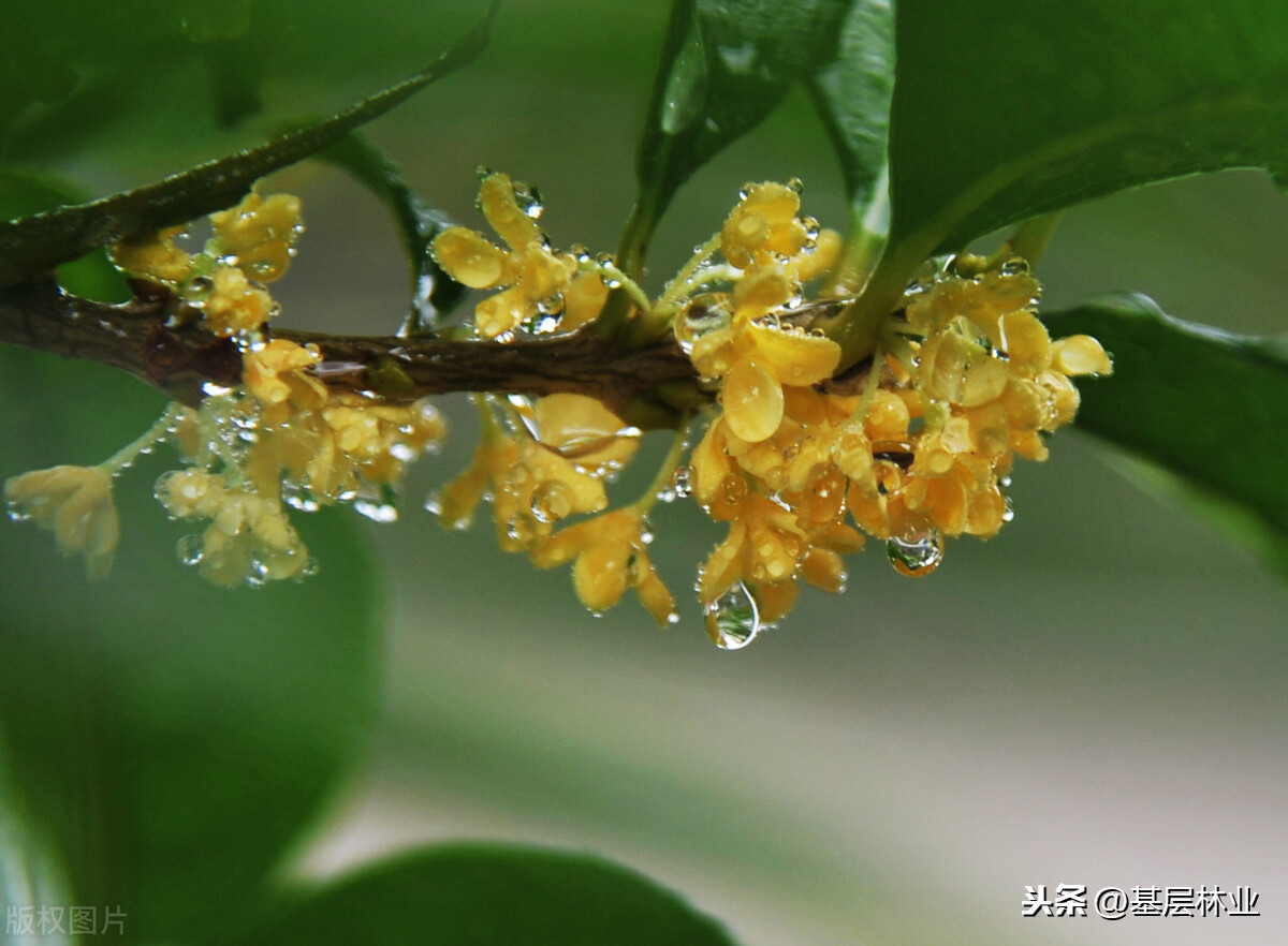 桂花不开怎么办？试试这三招，花开满枝