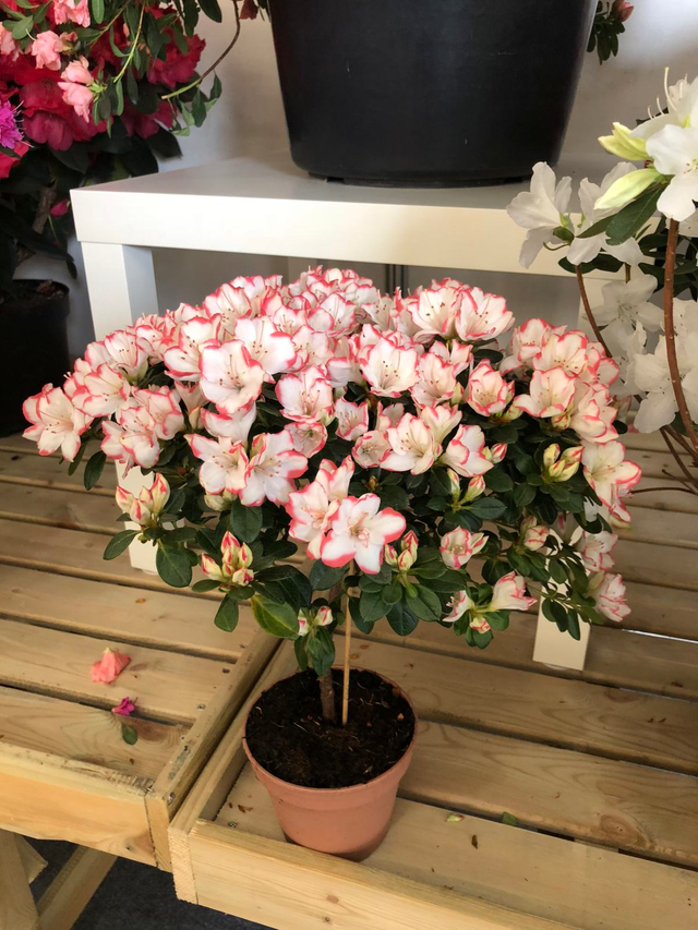 8种“矫情”年宵花，干不得，浇不得，十有八九养不好