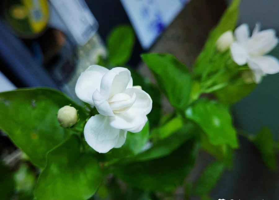 兰花春天新芽冒出，功劳全是它们的，真是太棒啦