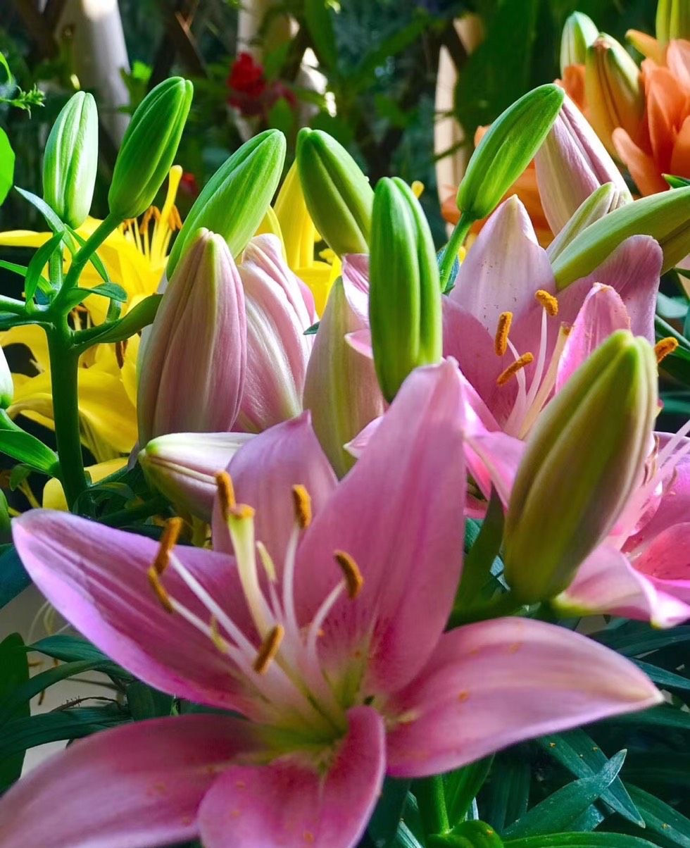春天怎么养百合花？记住几点没错，枝叶茂盛，花朵又大又多