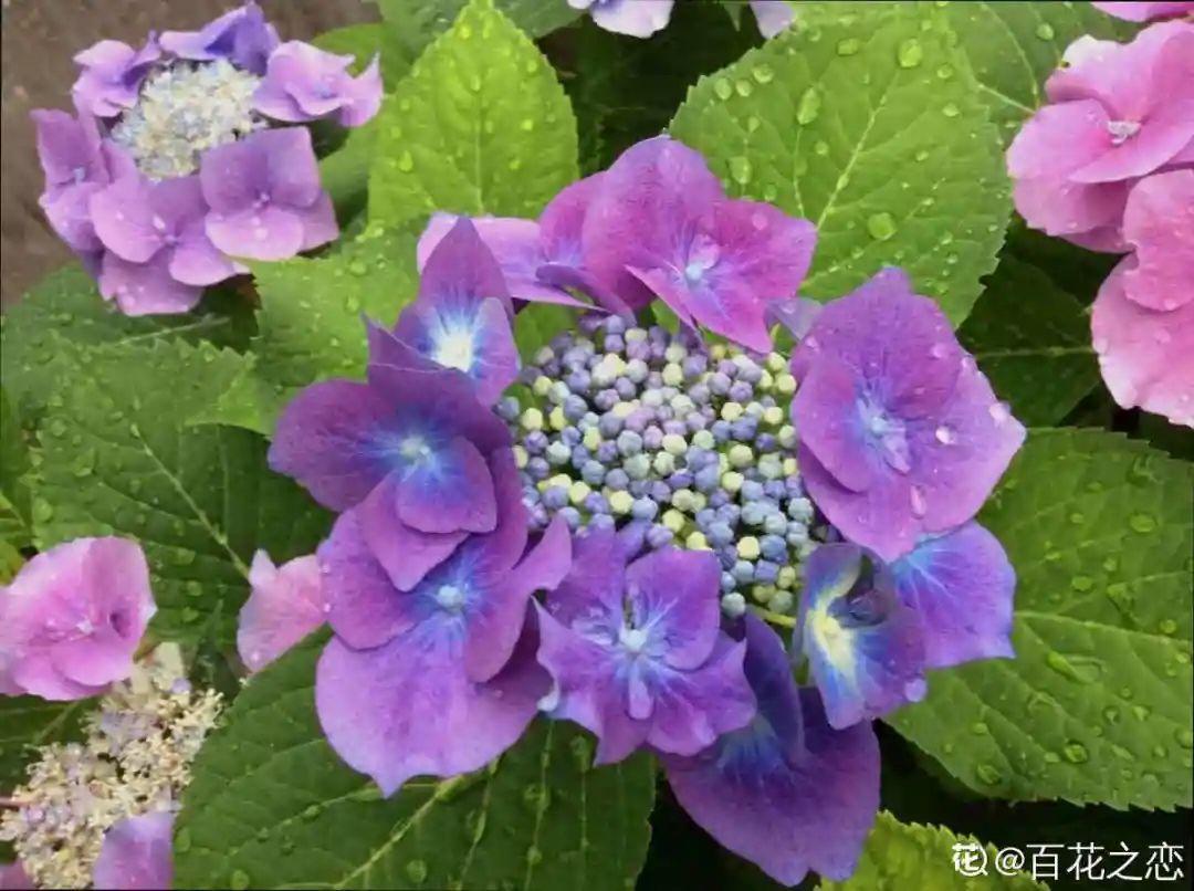 2021赏花日历，看好这一篇，不会错过花期