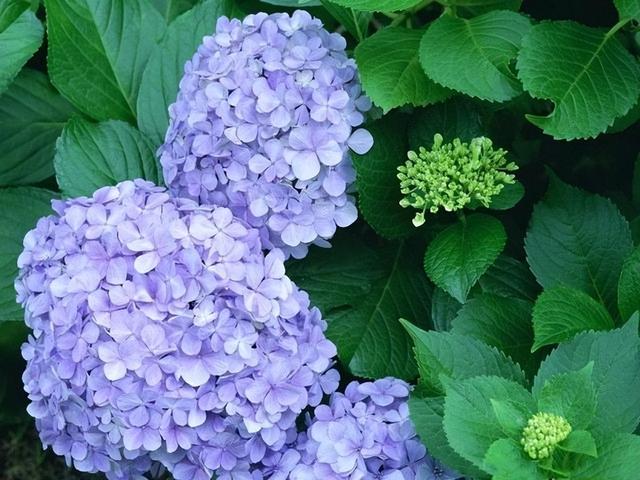 家里有庭院，建议种上此花，花姿优雅大气，新手也能养得好