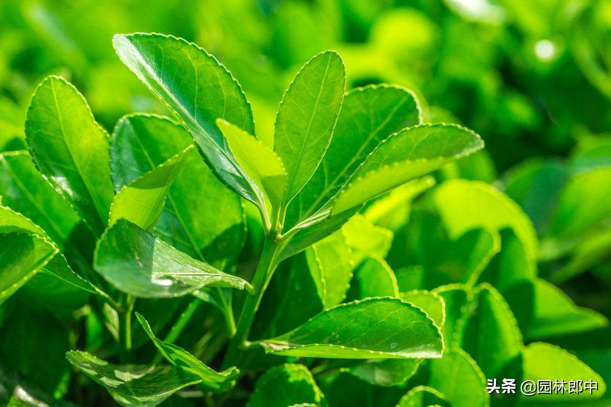 大叶黄杨的叶片和枝干上有许多密密麻麻的小白点，怎么回事儿？