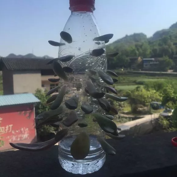 塑料瓶可别再扔了，用来养花是神器，妙用特别多