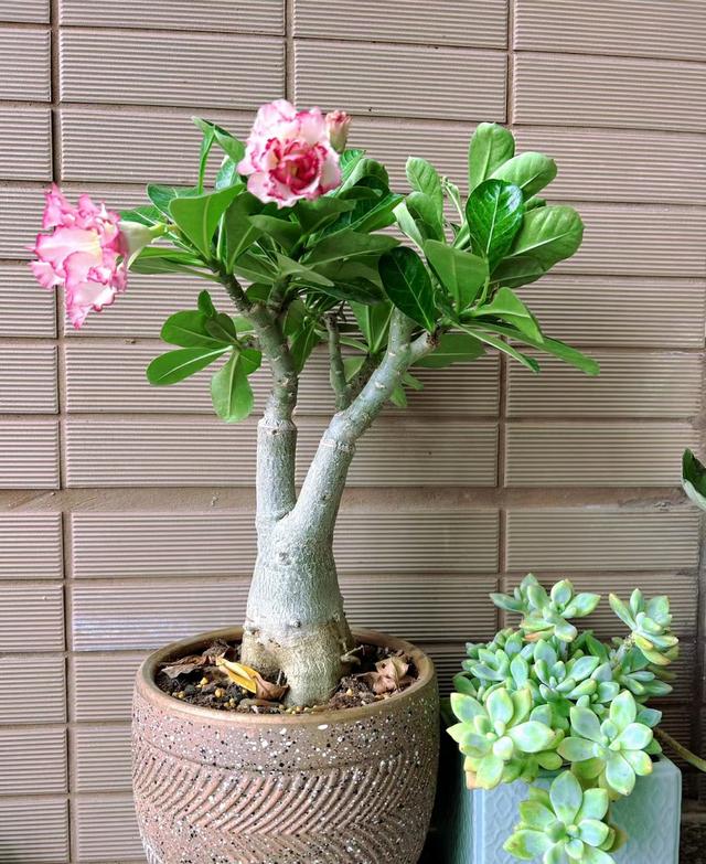 10月份，赶快给这5种花“剪个头”，再不修剪就来不及了