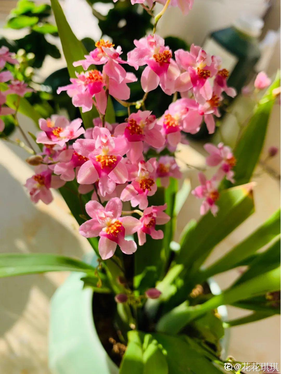 冬天养“香水花，越冷越爆盆，满屋子香味