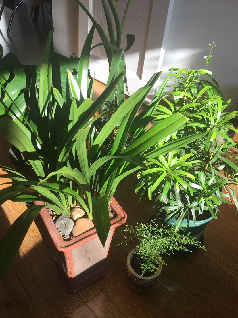 刚买回家的花，花市老板都让浇水，到底什么原理？