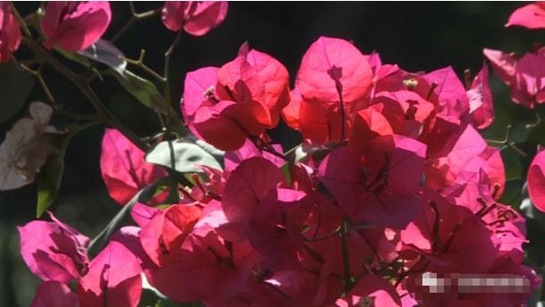 绿意盎然、花团锦簇!南宁的初冬竟然是这样的? 绿意盎然、花团锦簇!南宁的初冬竟然是这样的?