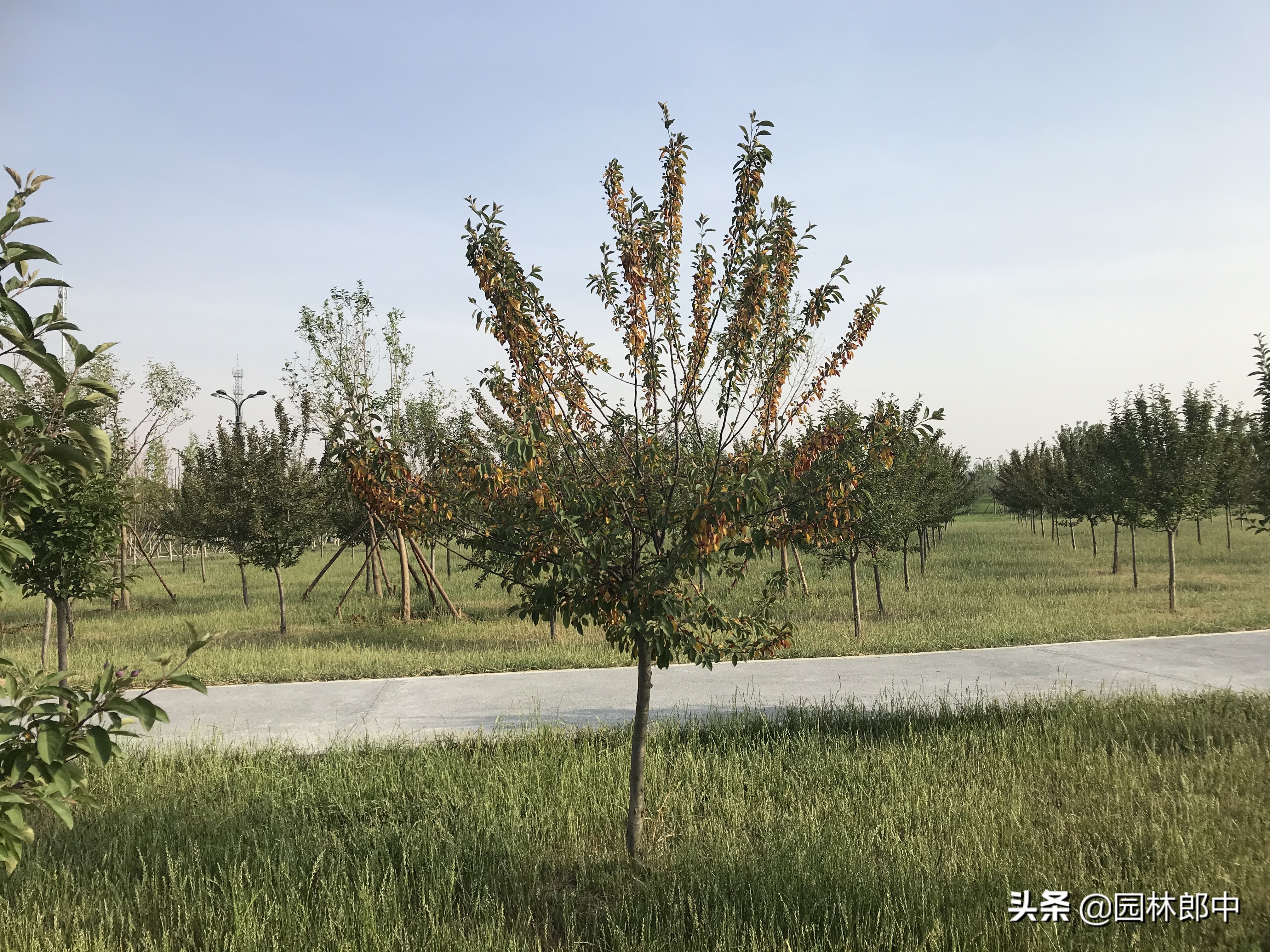 春季移植的苗木正常发芽生长，入夏后却开始干枯死亡，怎么办？