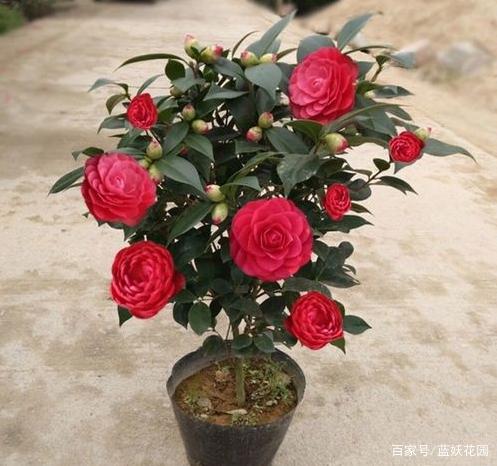 茶花为什么花蕾没开就枯萎了？做好这5点管理，年年花开满枝