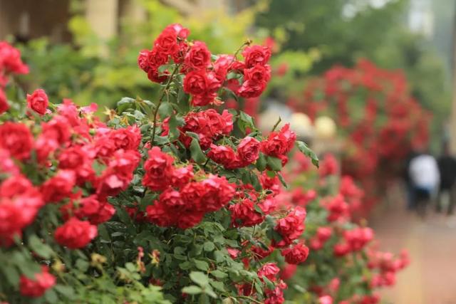 此季大连,花海如瀑 此季大连,花海如瀑