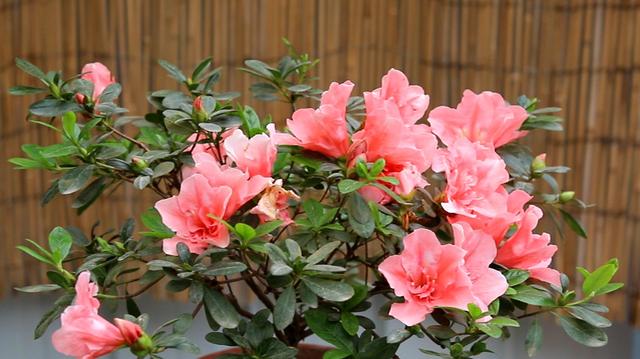 杜鹃花掉叶的原因