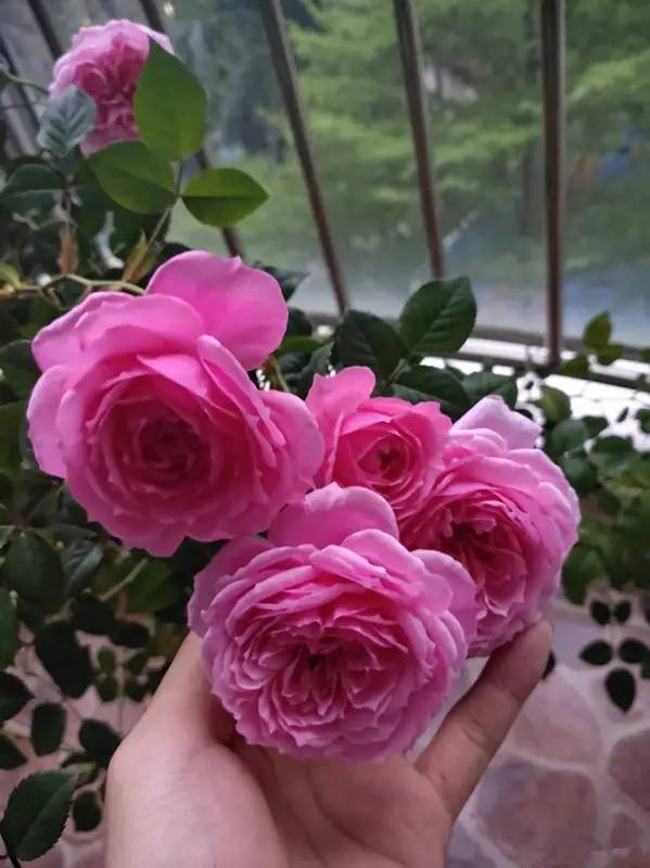 世界名花“铃之妖精”，花朵又美又香，阳台养一株，四季有花看