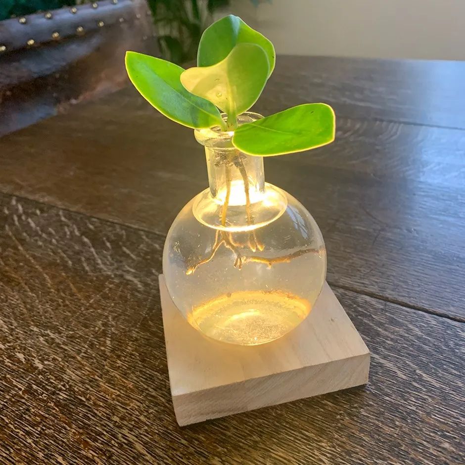 叶子写上字后，长大也不会消失的签名树，开花就特好看了