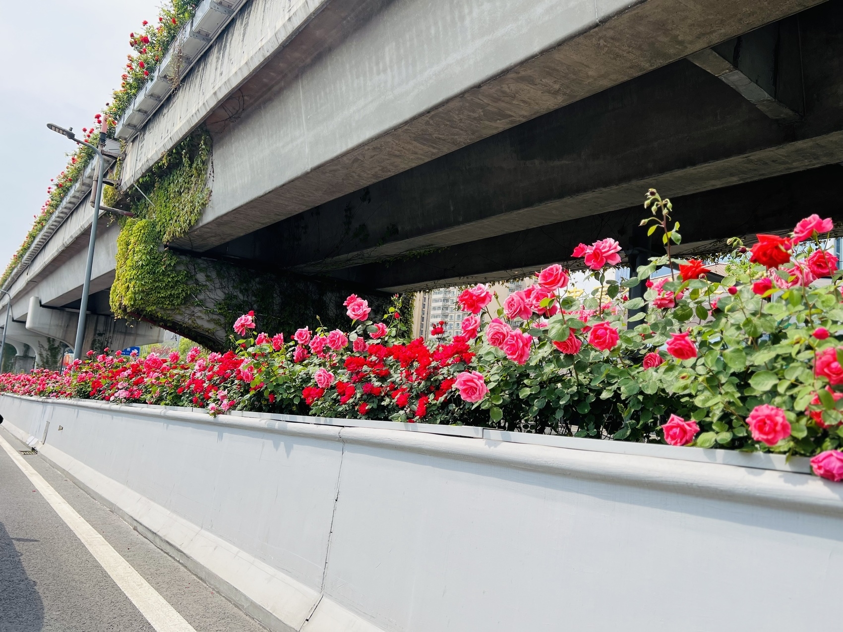 城市绿化带变身“试验田”