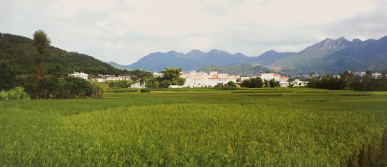 美丽乡愁|乡村绿化美化连载：广西•富宁村