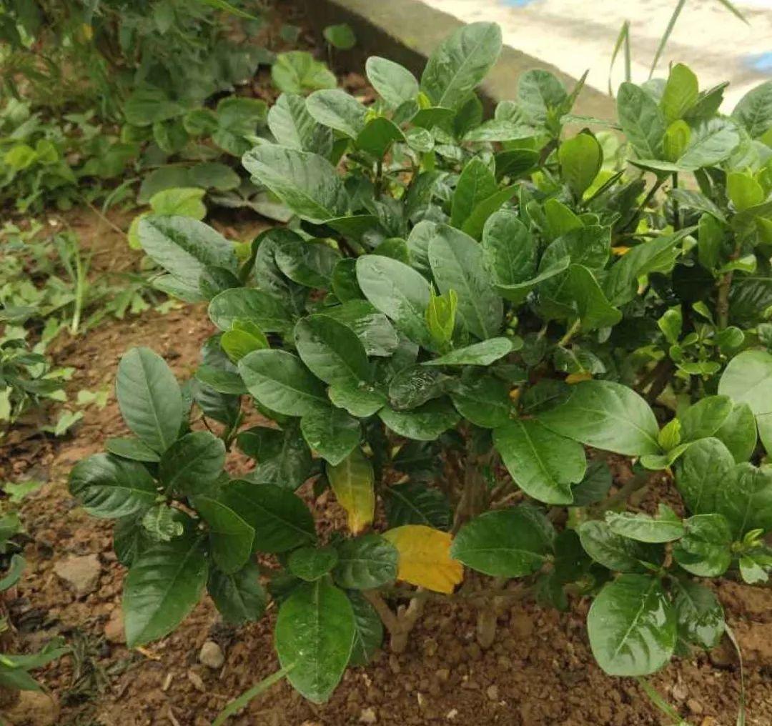 春天肥料要用对，根据植株种类施，效果更好