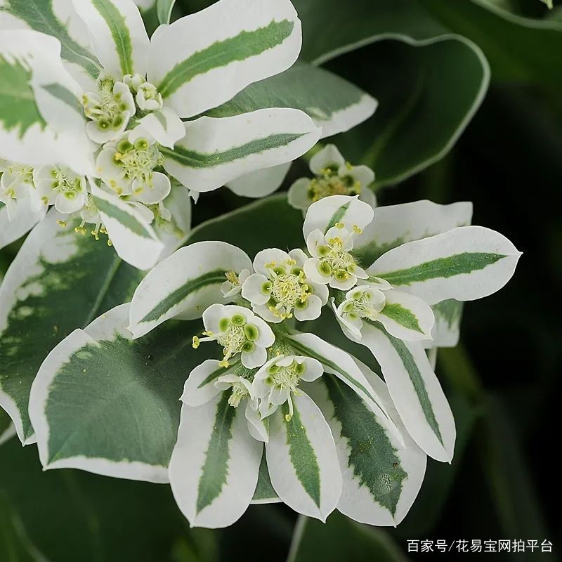 含夹竹桃拍照中毒进医院？注意这些常见的花卉也有毒