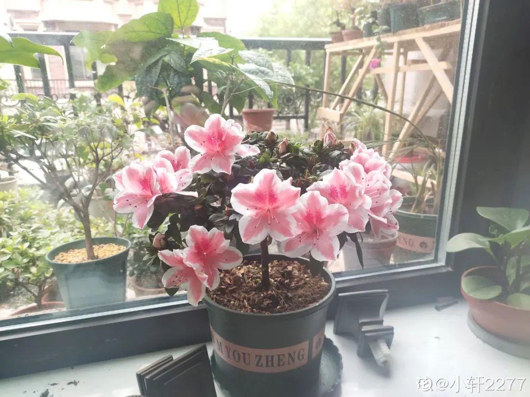 公认的难养花，买一盆死一盆，原来是被动了手脚…