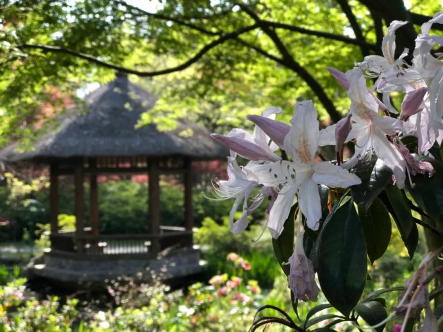 2023上海（国际）花展·滨江杜鹃花展盛装亮相
