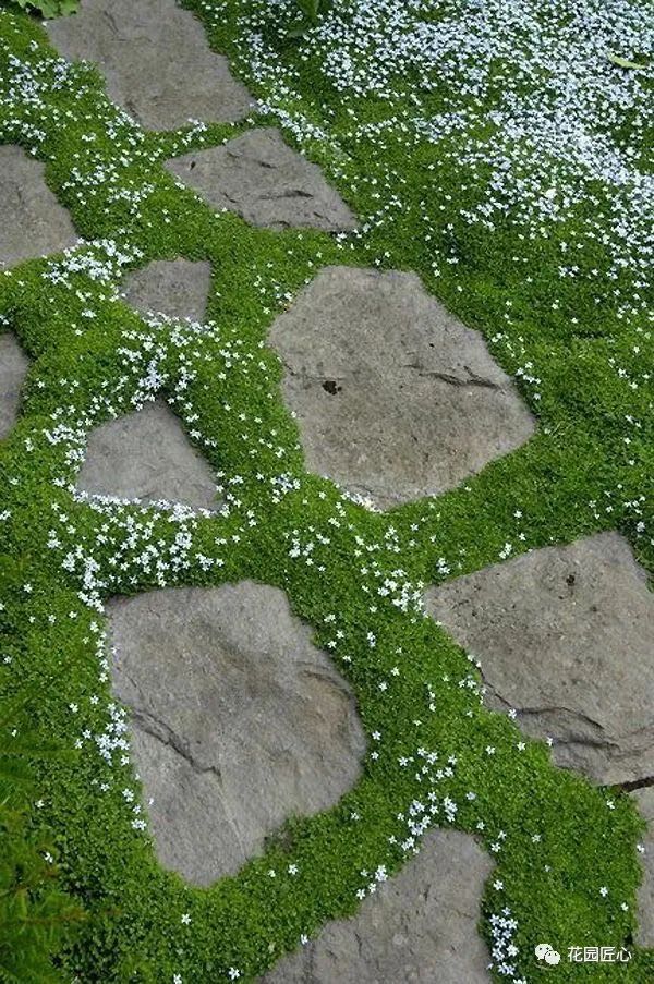 苔痕上阶绿的爱尔兰苔草
