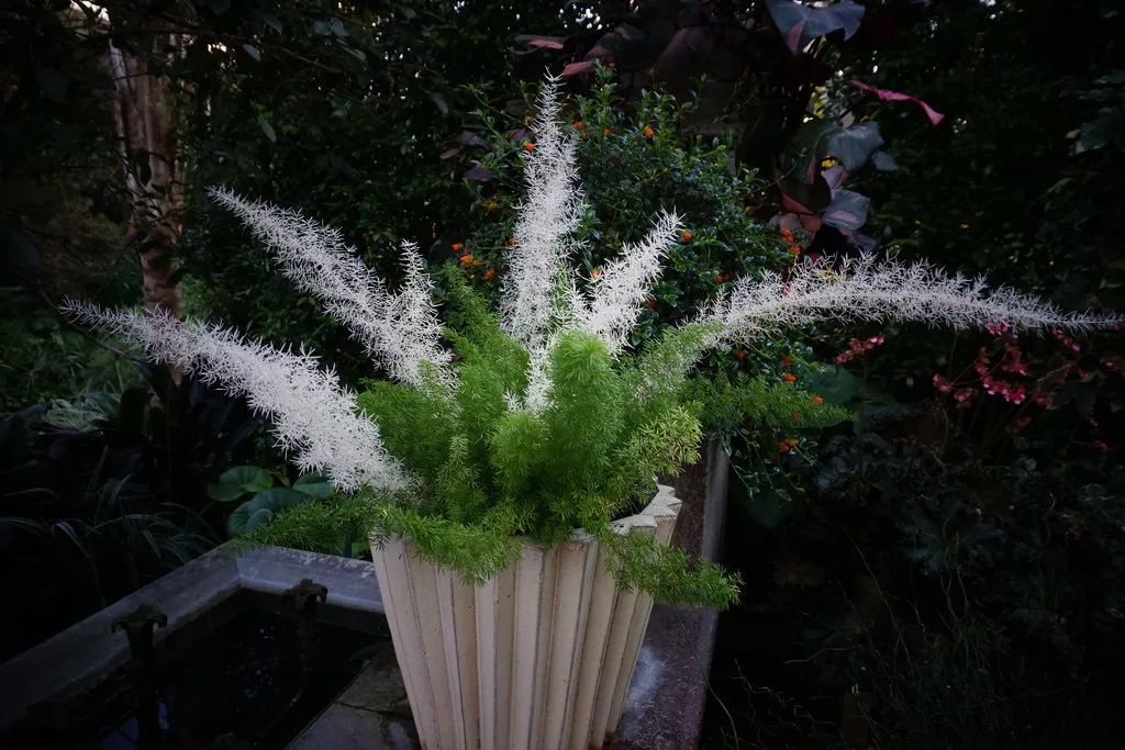 幼苗都比较贵的狐尾天门冬，很是耐看的盆栽，秋季可买些种子培育