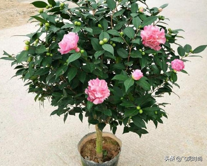 室内养茶花和杜鹃花的方法，做对了叶绿花繁，做错了叶子掉光光