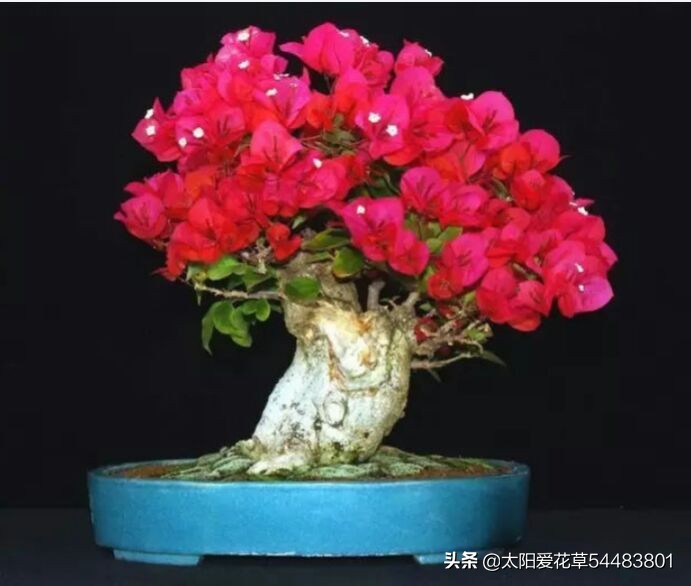 十月了，三角梅还不开花？学会4个方法帮你解决