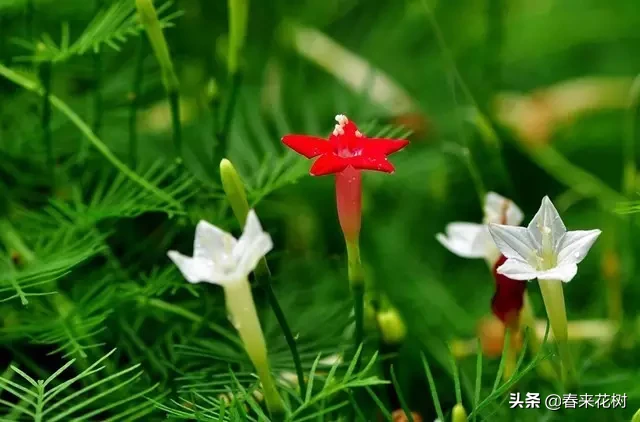 谁说庭院才能养藤本？日照好阳台春天种上这些，夏天花儿爬满窗！