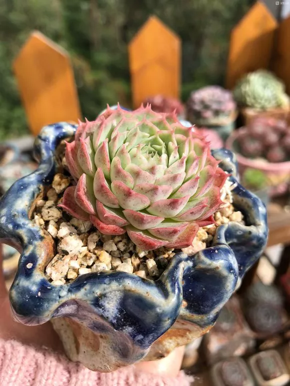 5种花千万别乱浇水，浇得越多，死得越快