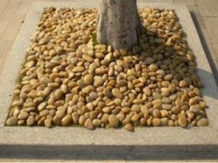 「提示」小小树穴有“乾坤”!本市行道树附属设施整治方案发布 「提示」小小树穴有“乾坤”!本市行道树附属设施整治方案发布