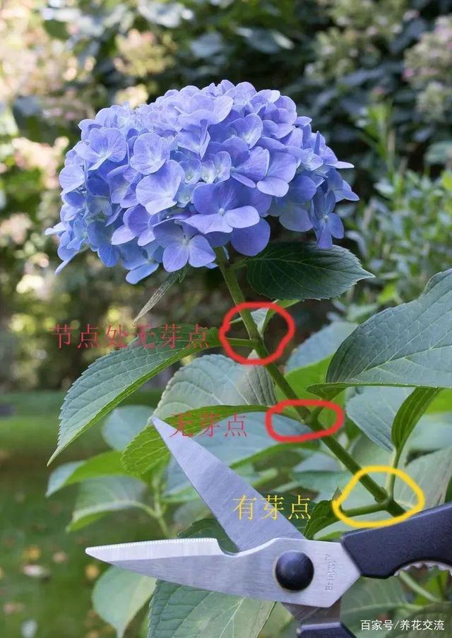 绣球花花后修剪完整指南，不怕剪不好，就怕你不学