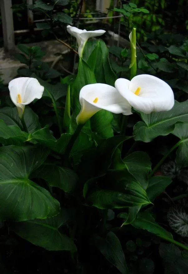 4种花“嗜水如命”，一刻也不能断水，缺了就蔫，看看你家有吗？