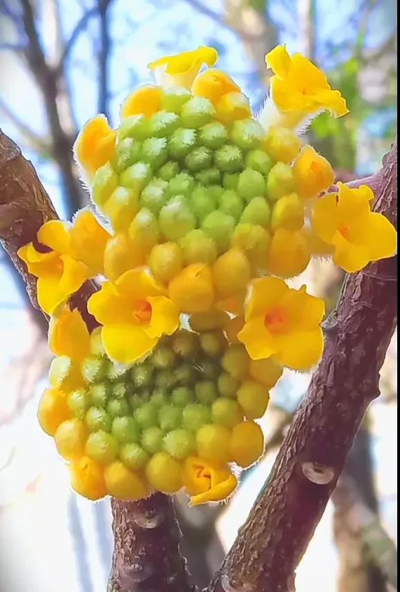 有这些养花技巧，每种花都可以花繁叶茂，千娇百媚