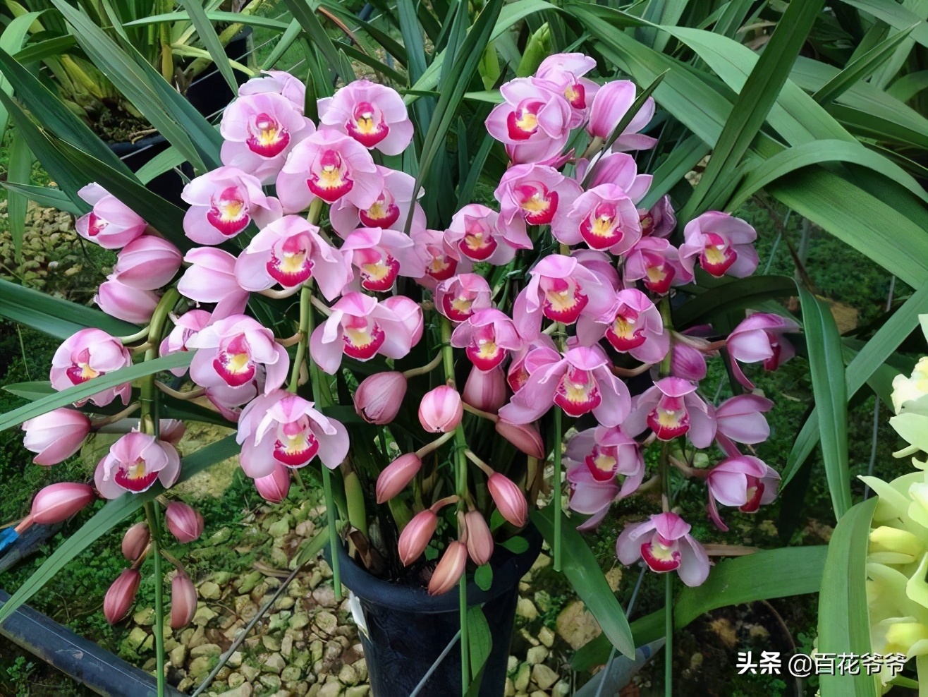 过年买盆“懒人花”，花期长好养活，摆家里真好看​