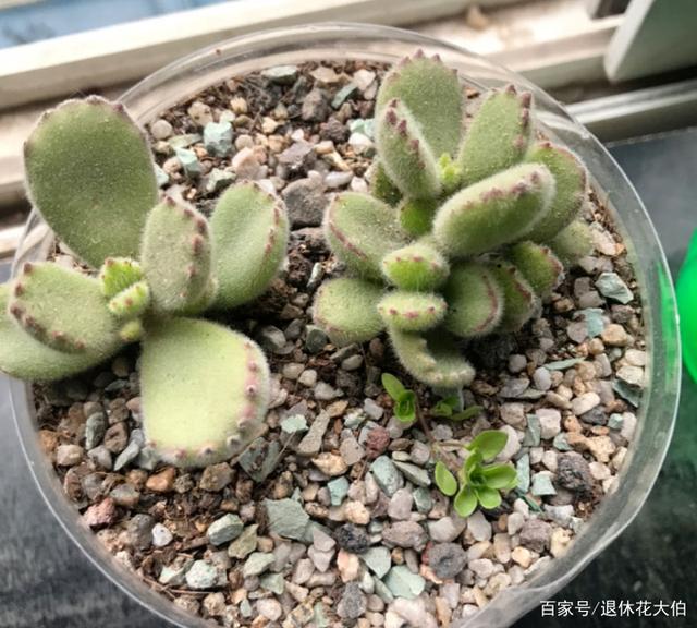 注意：少买这3种植物，虽然销量高，但家庭盆栽很难达到预期