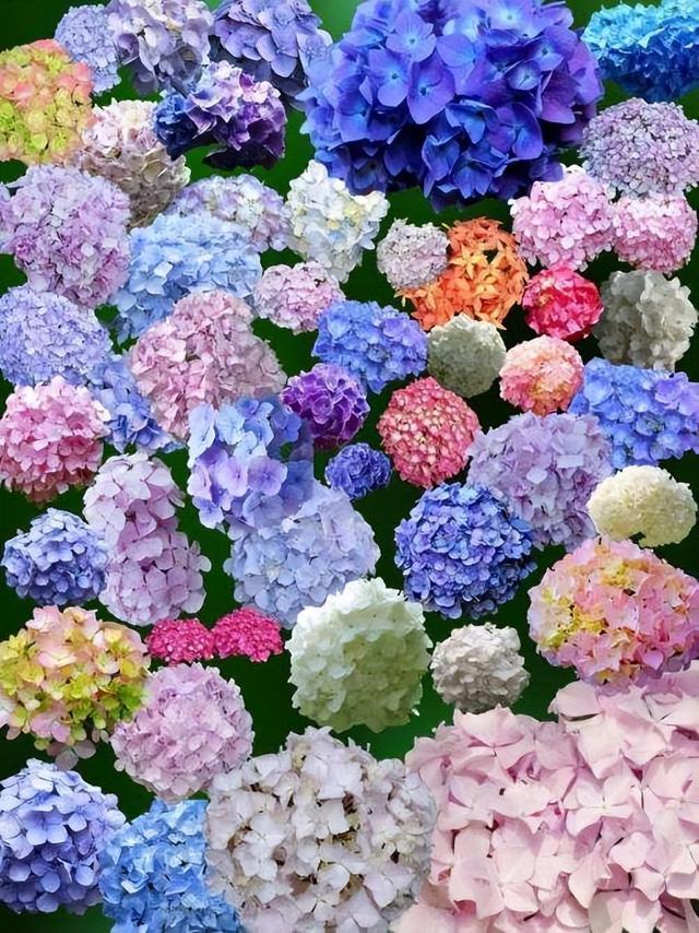 家里有庭院，建议种上此花，花姿优雅大气，新手也能养得好